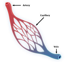 The arteriole is the terminal branch before the capillaries, and the venule is the small vein leaving the capillary bed.