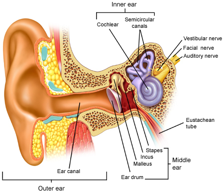 ear_anatomy
